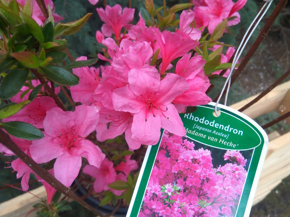 Azalia japońska Madame van Hecke Rhododendron obtusum C2