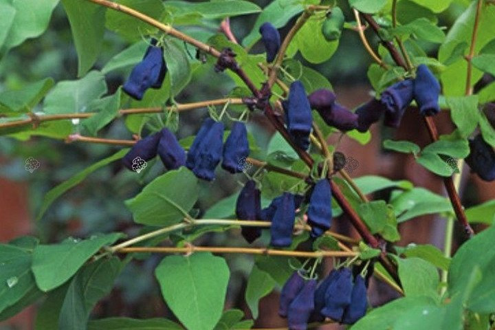 Jagoda kamczacka Duet Lonicera caerulea var. kamtschatica C2