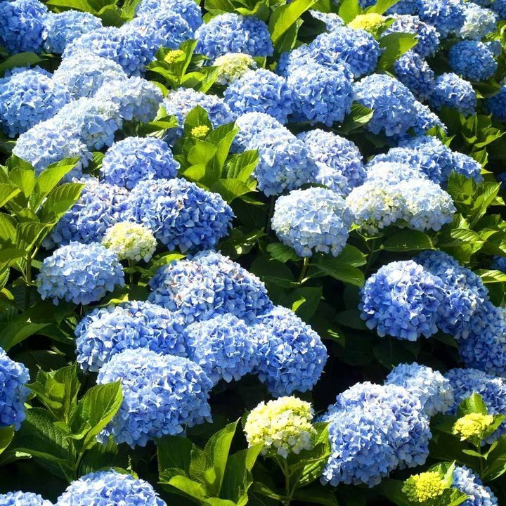Hortensja ogrodowa Nikko Blue Hydrangea macrophylla P9
