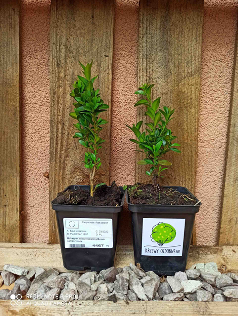 Bukszpan wieczniezielony Buxus sempervirens C3