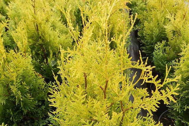 Tuja Brabant Gold Thuja occidentalis Golden Brabant PBR C5