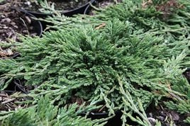Jałowiec płożący Pancake Juniperus horizontalis C3
