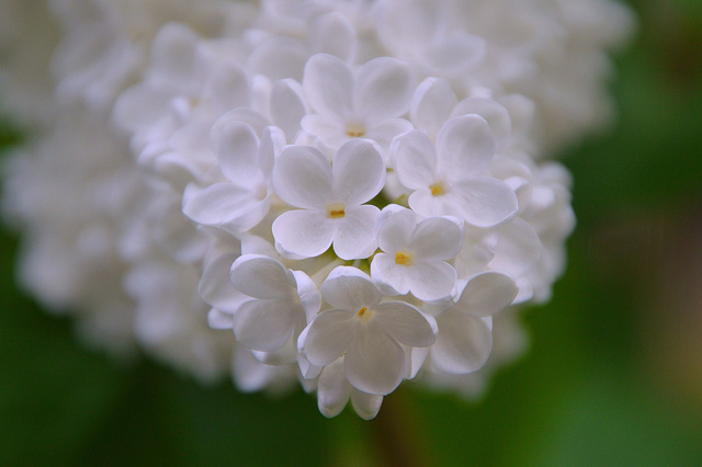 Budleja White Chip PBR Buddleja C3