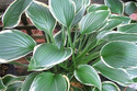 Funkia Francee Hosta C2