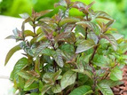 Mięta Czekoladowa Chocolate Mentha piperita P9