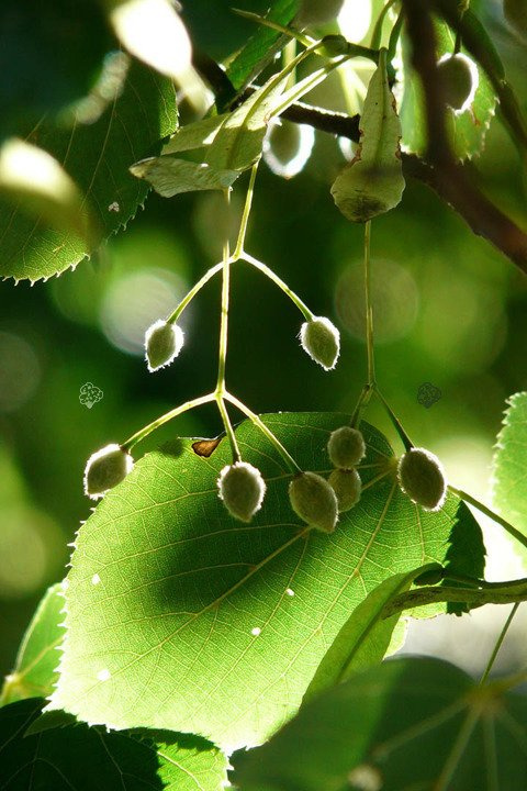 Lipa drobnolistna Tilia cordata