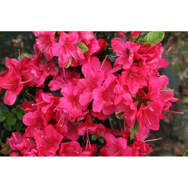 Azalia japońska Rubinstern Rhododendron obtusum C2