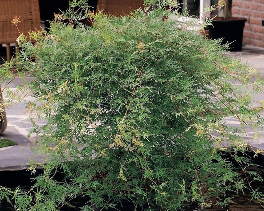 Klon palmowy Emerald Lace Acer palmatum C7,5