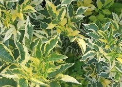 Bez czarny Madonna Sambucus nigra C3