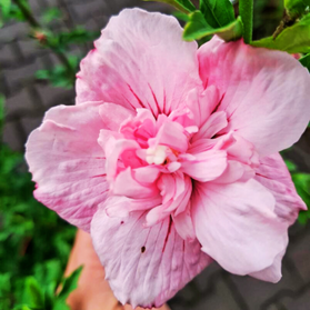 Ketmia syryjska Pink Chiffon PBR Hibiscus syriacus C7,5