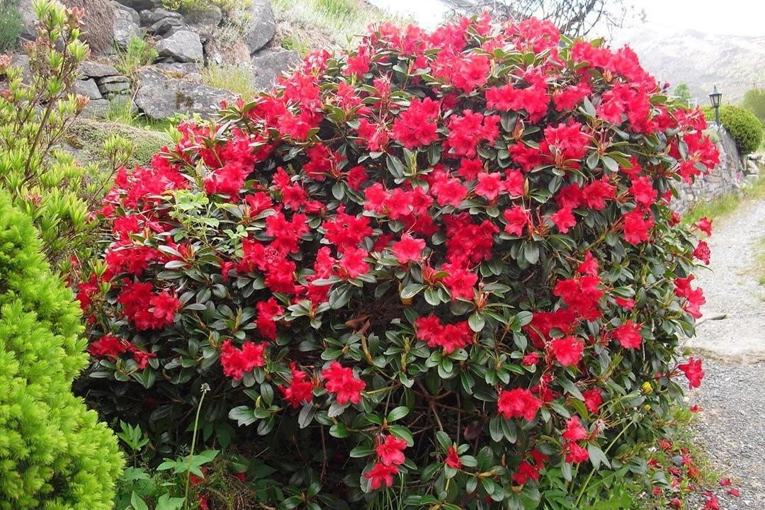 Różanecznik Baden-Baden Rhododendron C2