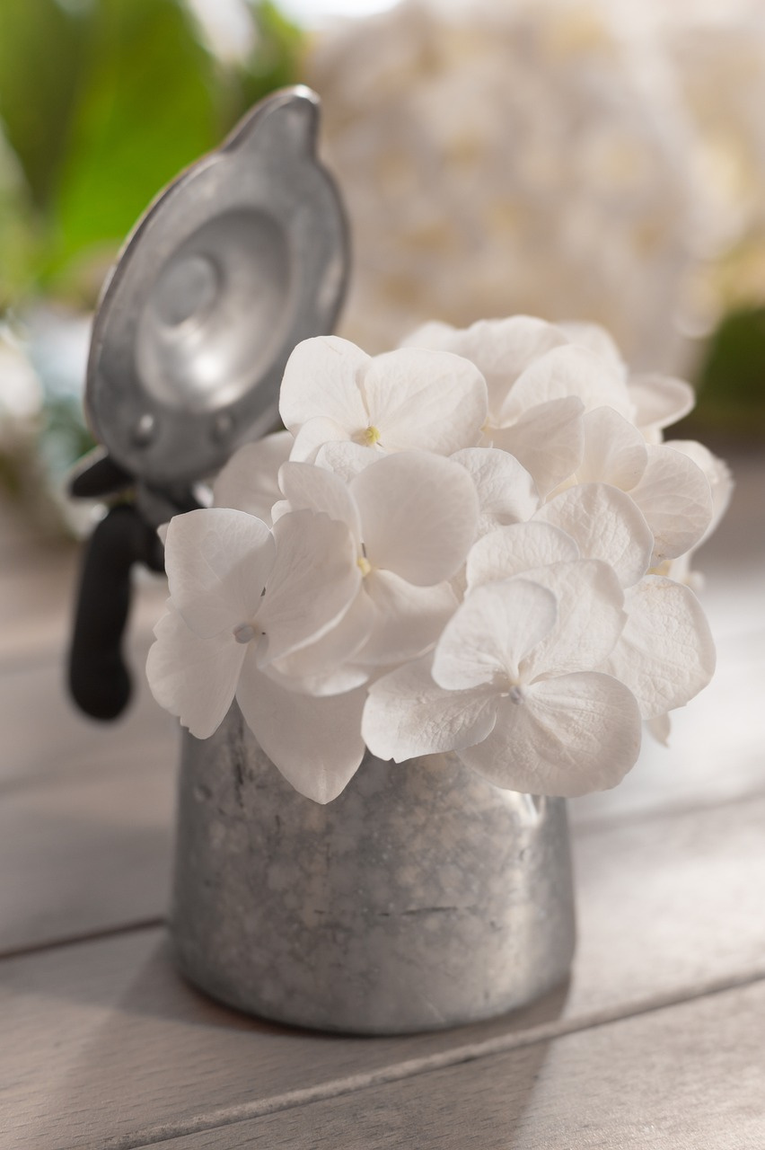 Hortensja ogrodowa Pax Hydrangea macrophylla P9