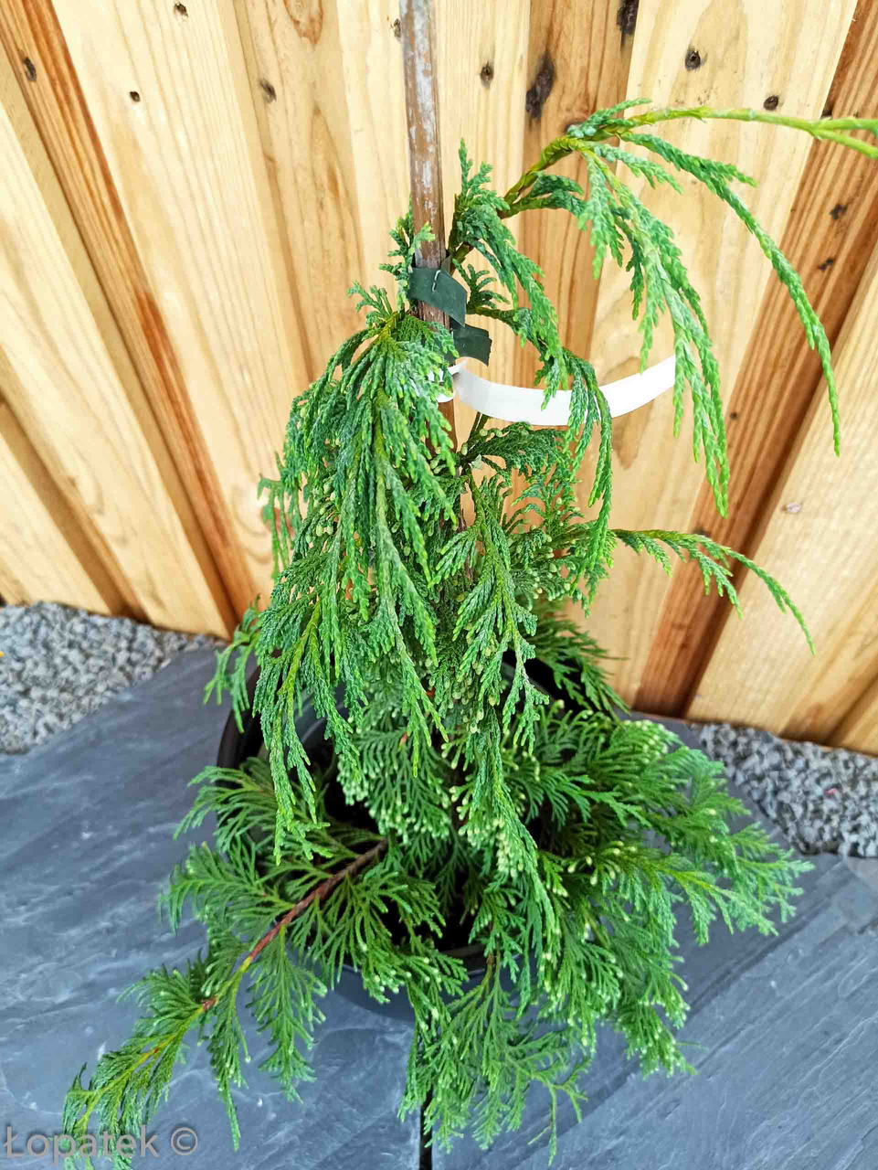 Cyprysik nutkajski Pendula Chamaecyparis nootkatensis C2