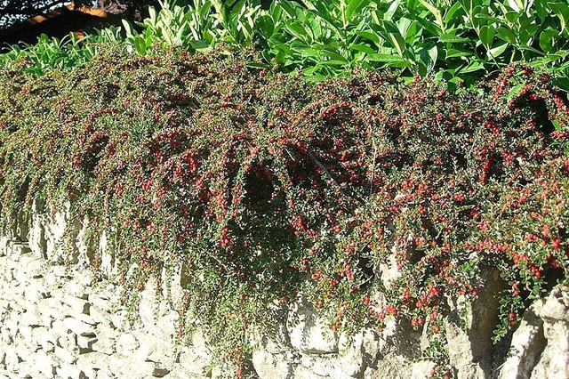 Irga pozioma Cotoneaster horizontalis C2
