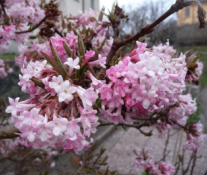 Kalina wonna December Dwarf Viburnum farreri P9