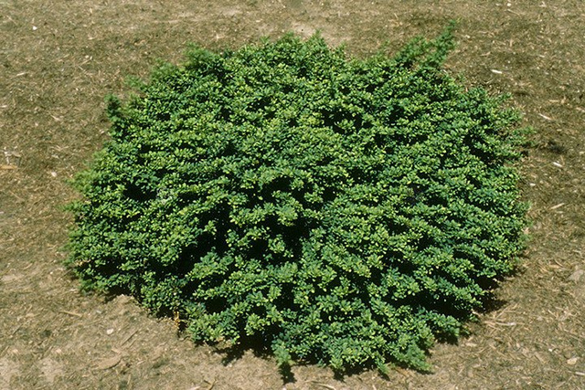Berberys Thunberga Kobold Berberis thunbergii P9