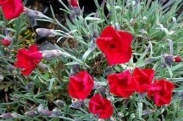 Goździk siny Rubin Dianthus gratianopolitanus P9