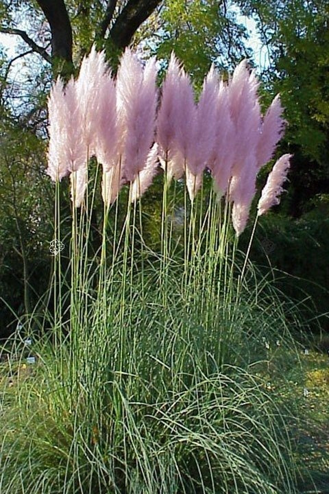 Trawa pampasowa Rosea Cortaderia selloana C2