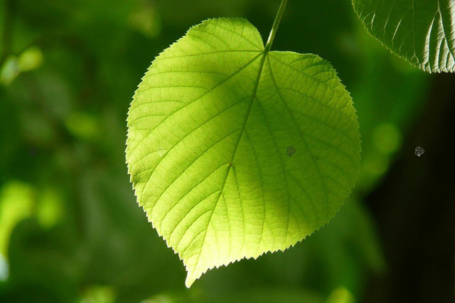 Lipa drobnolistna Tilia cordata C2