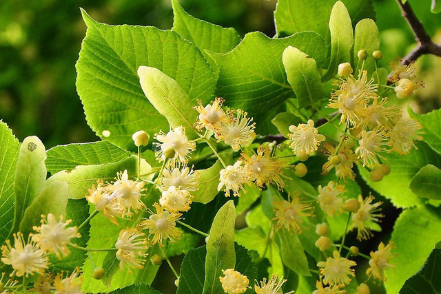 Lipa drobnolistna Tilia cordata C2