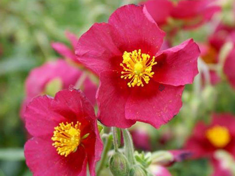 Posłonek Cerise Queen Helianthemum hybrida C2