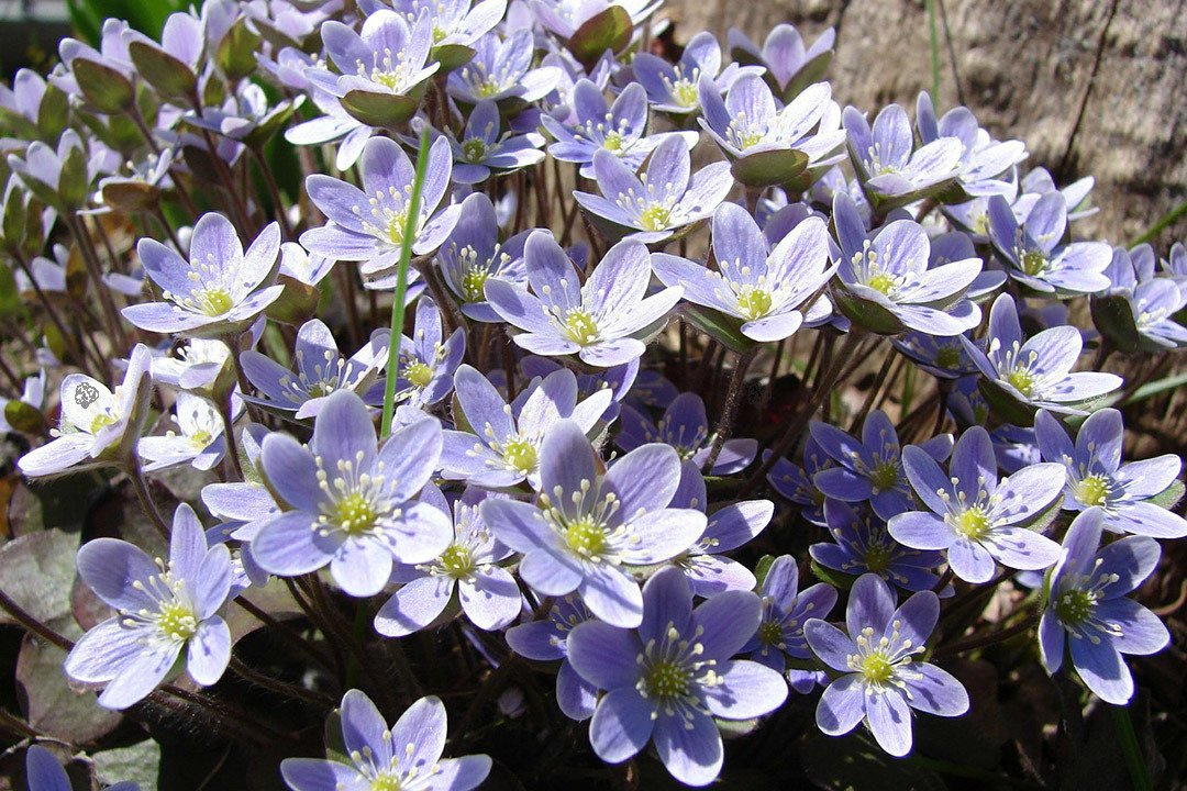 Przylaszczka pospolita Hepatica nobilis P9