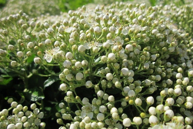Ognik szkarłatny Red Cushion Pyracantha coccinea P9