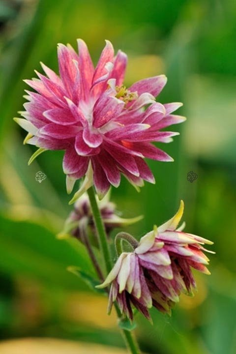 Orlik pospolity Nora Barlow Aquilegia vulgaris C2