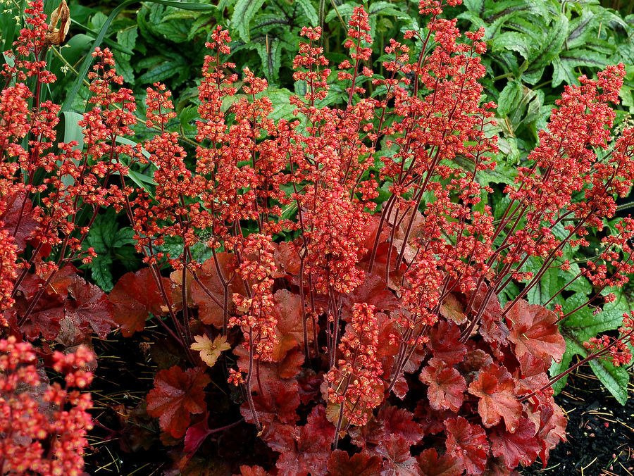 Żurawka Cherry Cola Heuchera C2