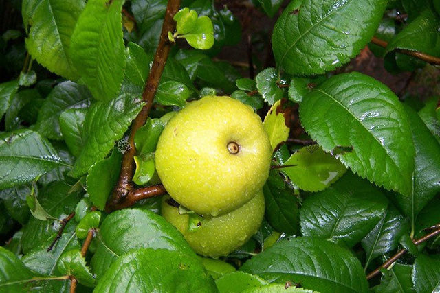 Pigwowiec japoński krzaczasty Chaenomeles japonica C2