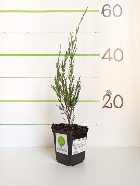 Jałowiec skalny Blue Arrow Juniperus scopulorum C2