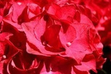 Hortensja ogrodowa Hot Red PBR Hydrangea macrophylla C2