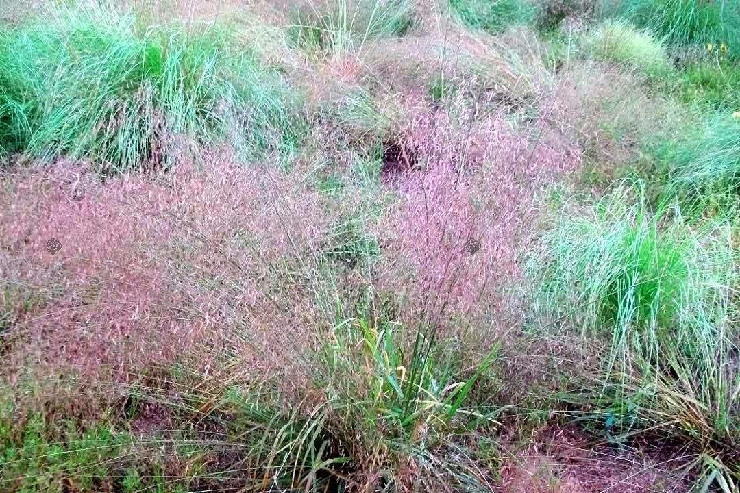 Miłka okazała Eragrostis spectabilis C2
