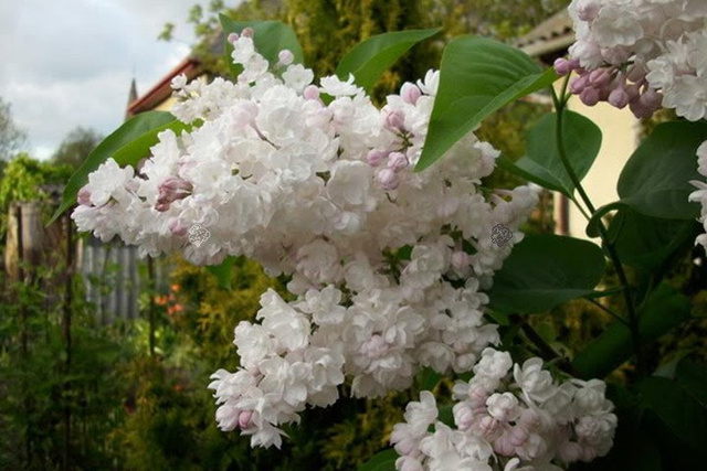 Lilak pospolity Beauty of Moscow Syringa vulgaris C2