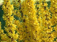 Forsycja pośrednia Mikador PBR Forsythia intermedia C3