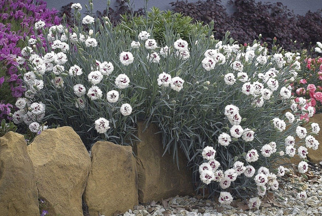 Goździk postrzępiony Ine Dianthus plumarius P9