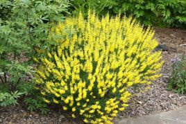 Żarnowiec czerniejący Cyni Cytisus nigricans C2