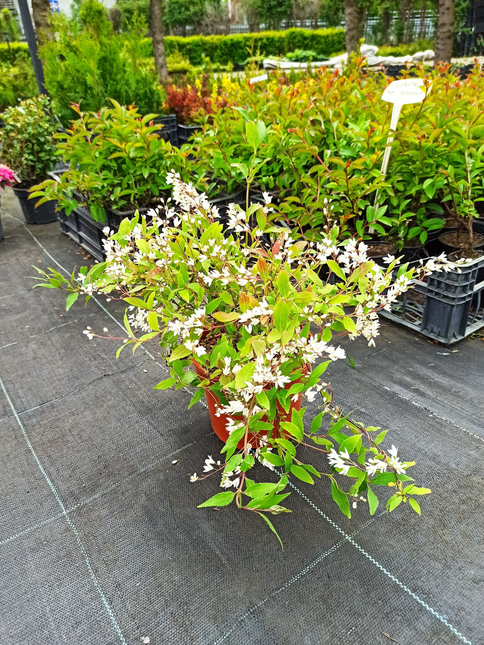 Żylistek wysmukły Nikko Deutzia gracilis C2