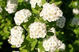 Tawuła nippońska Snowmound Spiraea nipponica