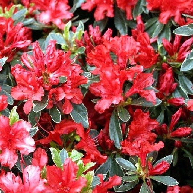 Azalia japońska Hot Shot Variegated Rhododendron obtusum C2