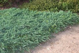 Jałowiec płożący Wiltonii Juniperus horizontalis P9