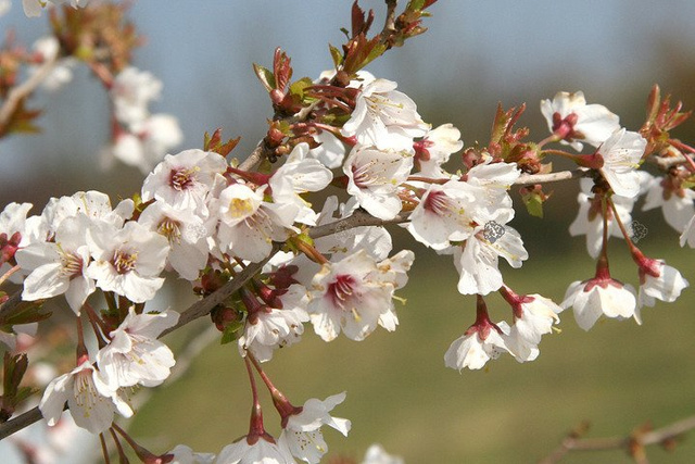 Wiśnia wczesna Kojou-no-mai Prunus incisa P9