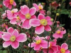 Zawilec japoński Hadspen Abundance Anemone hupehensis C3