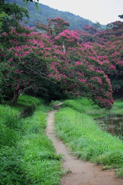 Lagerstroemia indyjska fioletowa Lagerstroemia indica C2