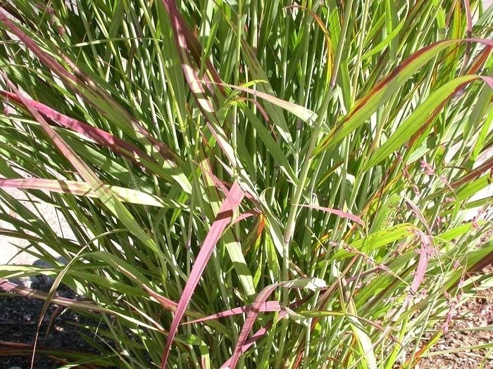 Proso rózgowate Rotstrahlbusch Panicum virgatum C2
