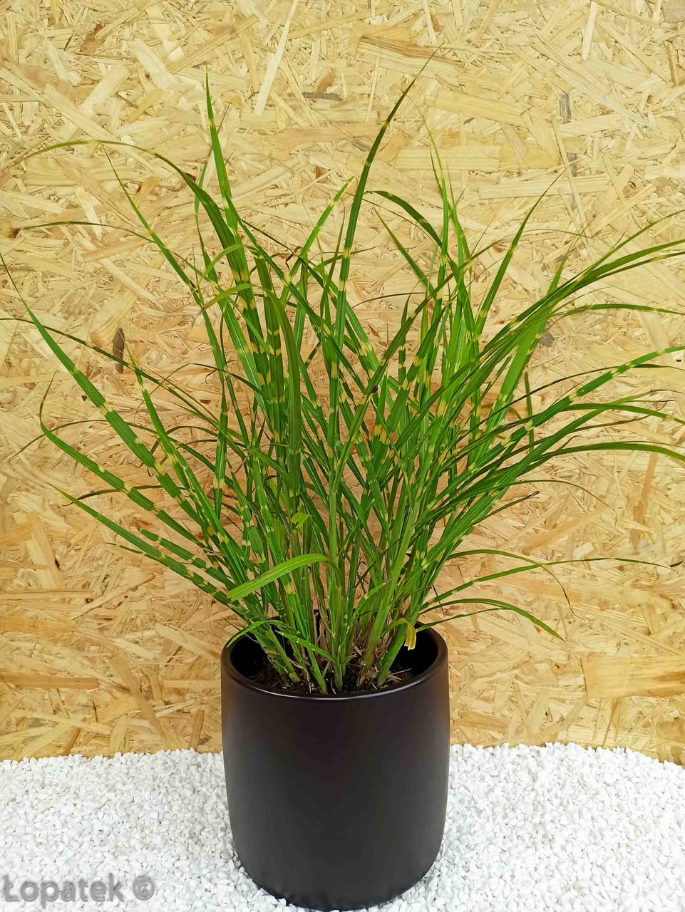 Miskant chiński Strictus Miscanthus sinensis C2