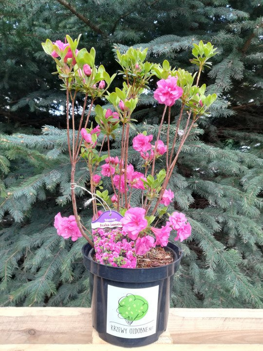 Azalia japońska Babuschka PBR Rhododendron obtusum C2