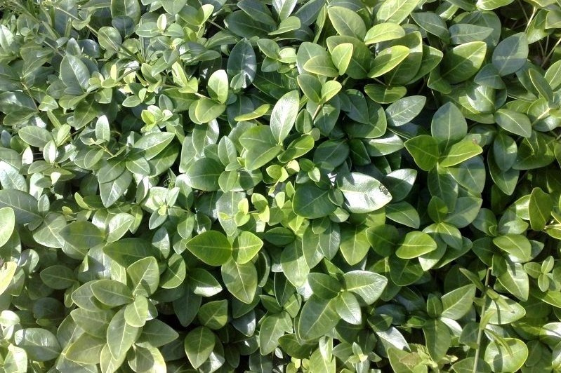 Barwinek pospolity Gruner Teppich Vinca minor P9