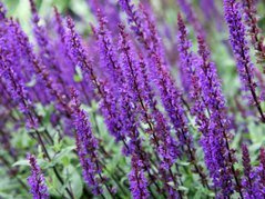 Szałwia omszona Caradonna Salvia nemorosa P13