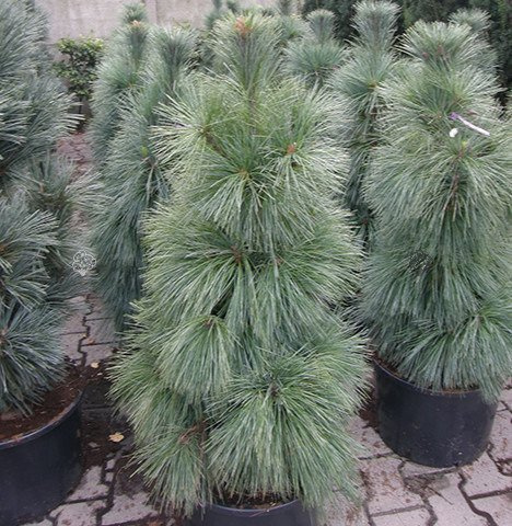 Sosna Schwerina Wiethorst Pinus schwerinii C2